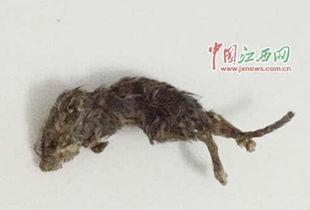 穷人养鼠大法娱乐吃瓜,趣味养鼠，吃瓜乐趣无限