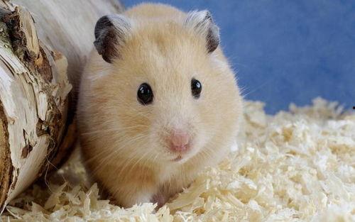 穷人养鼠大法娱乐吃瓜,趣味养鼠，吃瓜乐趣无限